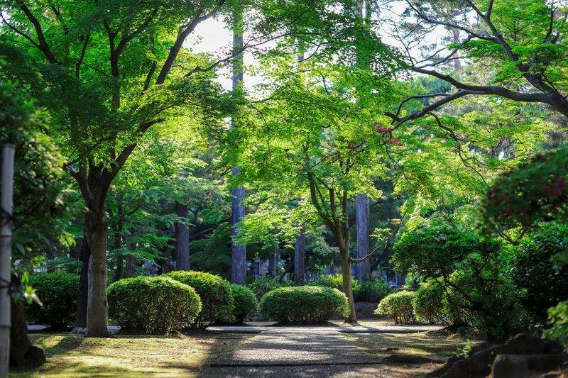 季節ごとの見どころを高める住宅庭園の再構成